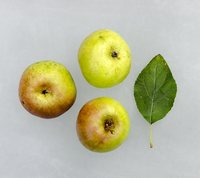 Wagener æbler